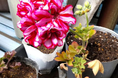 Precision Burgundy Ice Ivy Leaf Geranium Seeds, 25+ Flower Seeds, Trailing Blooms, Full Sun, Container & Hanging Baskets