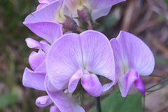 Perennial Sweet Pea 50 Seeds - Lathyrus Nervosus - Fragrant Vine -  - Cottage Garden - Trellis Climber - Non-GMO