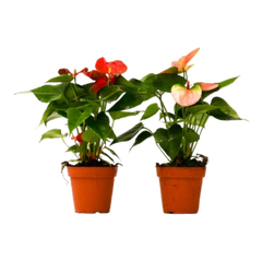 2 Anthurium Variety Pack - 4" Pots