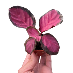 Calathea 'Purple Rose'