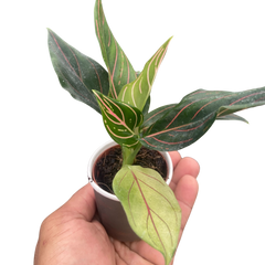 Chinese Evergreen 'Red Vein'