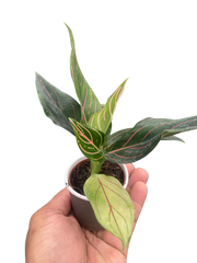 Chinese Evergreen 'Red Vein'