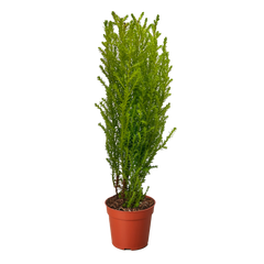Cypress Lemon