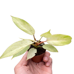Philodendron 'Snowdrift'