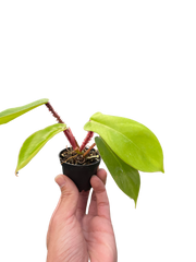 Philodendron 'Squamiferum'
