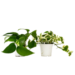 2 Pothos Variety Pack - 4" Pot