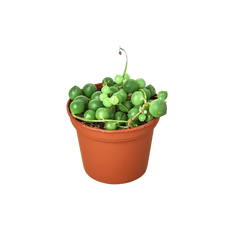 Succulent 'String of Pearls'