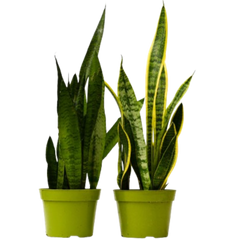 2 Snake (Sansevieria) Plant Variety Pack - 6" Pot