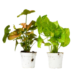 2 Syngonium Variety (Arrowhead Plant) / 4" Pot / Live Plant
