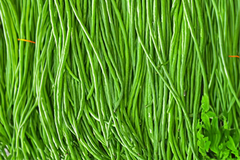 Yardlong Bean Seeds | Non-GMO Asparagus Bean, Snake Bean, Chinese Long Bean - High Yield, Easy to Grow