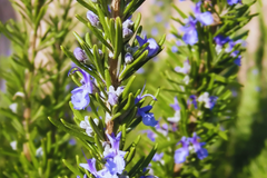 Rosemary Seeds | Culinary Herb | Evergreen Shrub | Perennial Garden Container | Rosmarinus officinalis