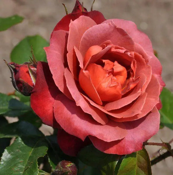 Super Rare Hot Cocoa Rose Cuttings – 3 Unrooted Cuttings for