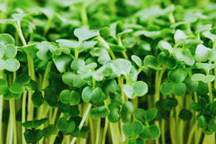 Broccoli Microgreen Seeds - 3oz Non-GMO - Heirloom Variety (Brassica oleracea) - USA Grown