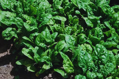 Bloomsdale Spinach Seeds - 150+ Non-GMO Heirloom Seeds for Fresh Garden | Spinacia oleracea