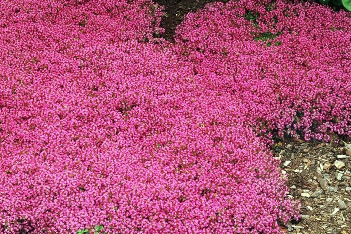 Creeping Thyme Seeds 100 PCS Magic Carpet Groundcover Perennial (Thymus serpyllum) Carmine-Pink Flowering Plant