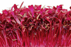 Red Garnet Amaranth Microgreen Seeds | Non-GMO Herb Sprouting Seeds | Amaranthus cruentus
