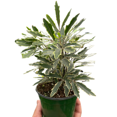 Aralia 'Bianca'