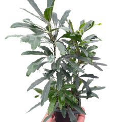 Aralia 'Green'