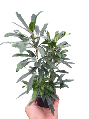 Aralia 'Green'