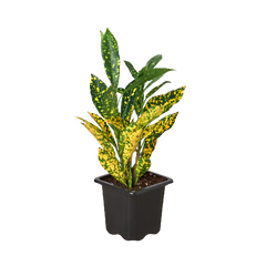 Croton 'Gold Dust'