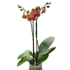 Orchid 'Orange Phalaenopsis' | Vibrant Moth Orchid | House Plant Shop