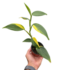 Scindapsus 'Coriaceus'