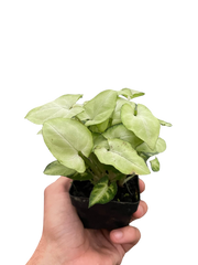 Syngonium 'Moonshine'