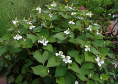 15 Live Fish Mint Plants (Houttuynia cordata) 6” Bareroot | Vietnamese Herb, Herbal Ground Cover, Heartleaf, Chameleon Plant