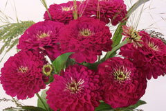 Benary Giant Wine Zinnia Seeds, 100+ Flower Seeds, Deep Burgundy Blooms, Cut Flower Garden, Pollinator-Friendly, Full Sun