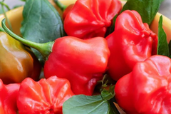 6 Tangy Mad Hatter Pepper Starter Plants - Sweet & Mild Heat - High Yield for Snacking, Cooking, Container Gardens