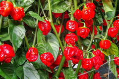 3 Trinidad Moruga Scorpion Pepper Starter Plants - Super Hot Chili - Extreme Heat for Gardens, Containers & Spicy Recipes