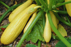 Crookneck Yellow Squash Seeds - Non-GMO Heirloom, 25+ Count, Perfect for Home Gardening - Cucurbita pepo