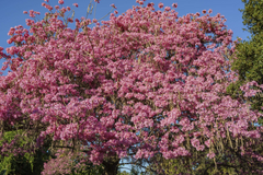 Pink Trumpet Tree Live Tabebuia Heterophylla 8’-12’ | Vibrant Flowering Ornamental Tree | Tropical Shade Tree Starter | Fast Growing