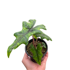Alocasia 'Jacklyn'