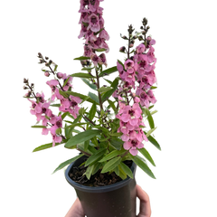 Angelonia