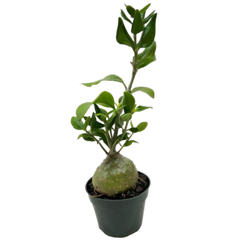 Ant Plant