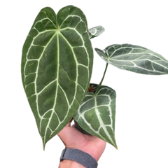 Anthurium Crystallinum