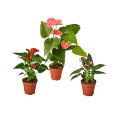 3 Anthurium Variety Pack- All Different Colors - 4" Pots