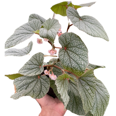 Begonia 'Frosty'