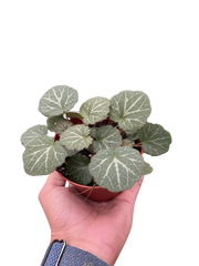 Begonia 'Strawberry'