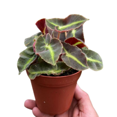 Begonia 'Striped'