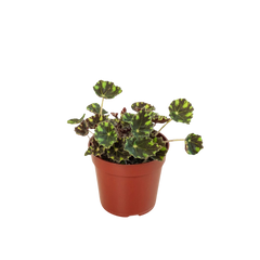 Begonia Tiger Paws - 4" Pot