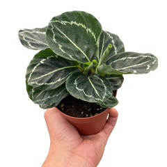 Calathea 'Green Goddess'