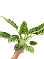 Calathea Leopardina