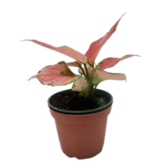 Chinese Evergreen 'Rich Red'