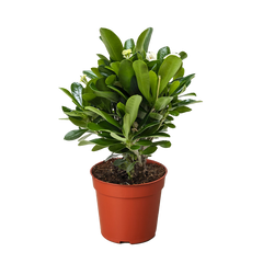 Crown of Thorns | Long-Lasting Red & Yellow Flowering Plant | House Plant Shop