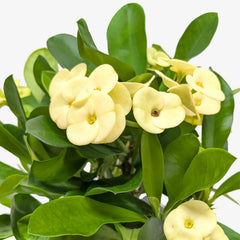 Crown of Thorns | Long-Lasting Red & Yellow Flowering Plant | House Plant Shop