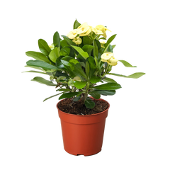 Crown of Thorns | Long-Lasting Red & Yellow Flowering Plant | House Plant Shop