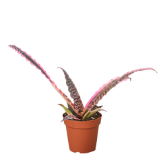 Cryptanthus 'Elaine' | Earth Star Bromeliad with Pink & Purple Stripes | House Plant Shop