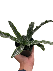 Cryptanthus 'Betty'